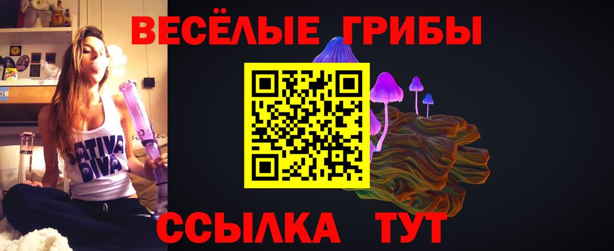 Псилоцибиновые грибы Psilocybe Гатчина